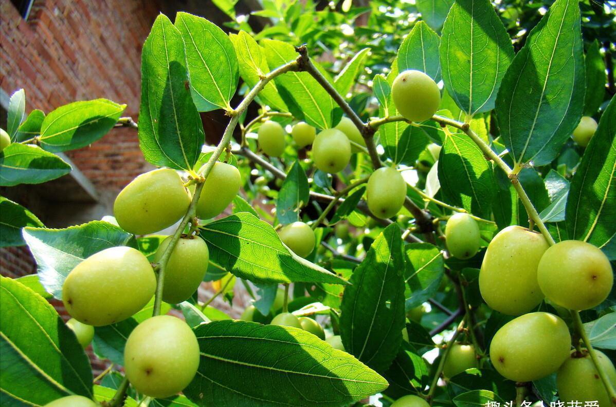 佛手|院子里适合种7种“镇宅树”,随便种一棵,“旺财添福”更旺家