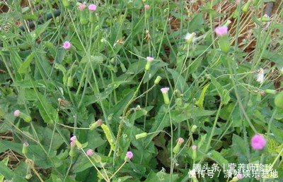 羊蹄草|2种农村不起眼的野草,既是野菜,又是治病草药,不知道太可惜了