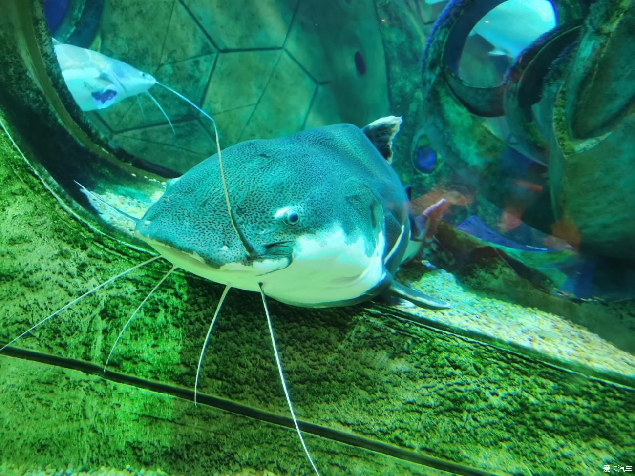 水族馆|游亚特兰蒂斯水族馆