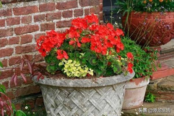 天竺葵|最容易在夏季淹死的五种花,不光管住手,还要注意这几条