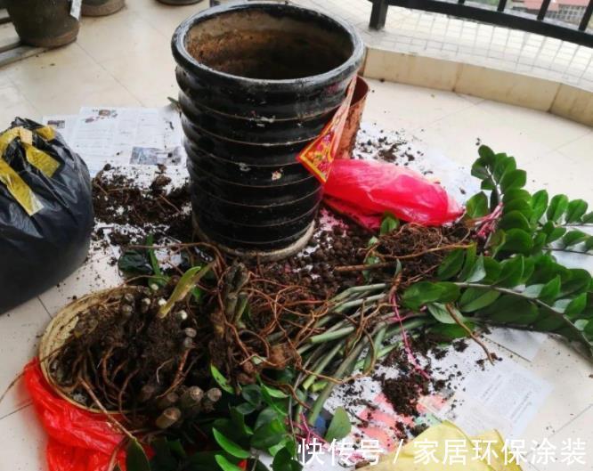 秋天给花换盆后,3件事不要做,不然难服盆,叶片还发黄