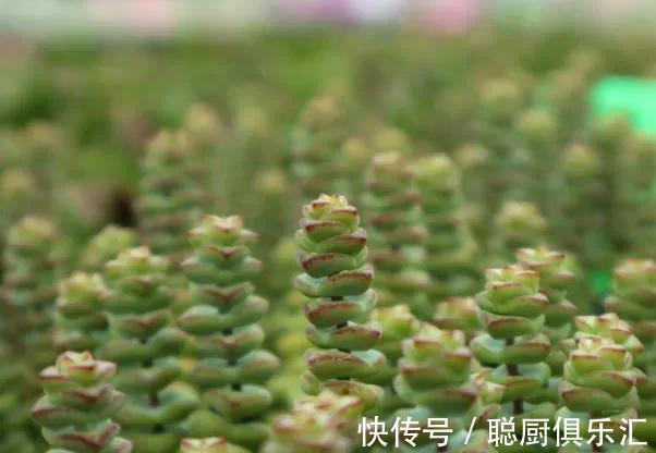 听说养此4种多肉,旺财又旺宅,你有养吗