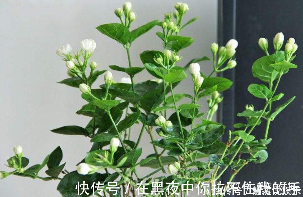 观赏性|茉莉花怎么养学会“3个”方法，枝条健壮叶子绿，花朵洁白繁多