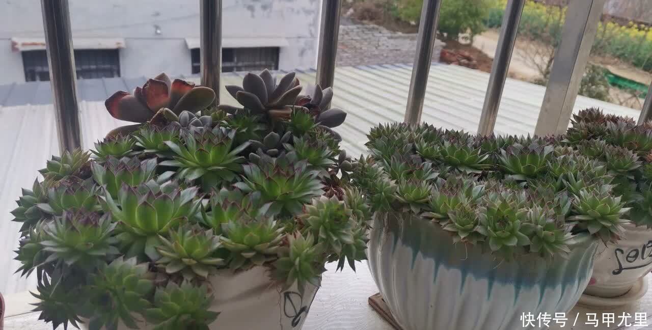 春天到了，观音莲这样养，小崽儿更多，长得更快更美