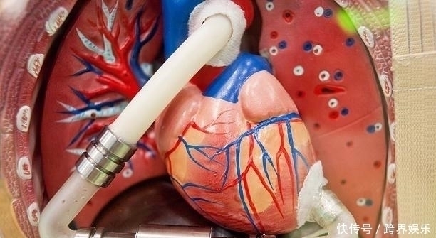 血液垃圾|白菜萝卜“靠边站”,它才是“菜王”,帮助清血管,还能养胃护胃