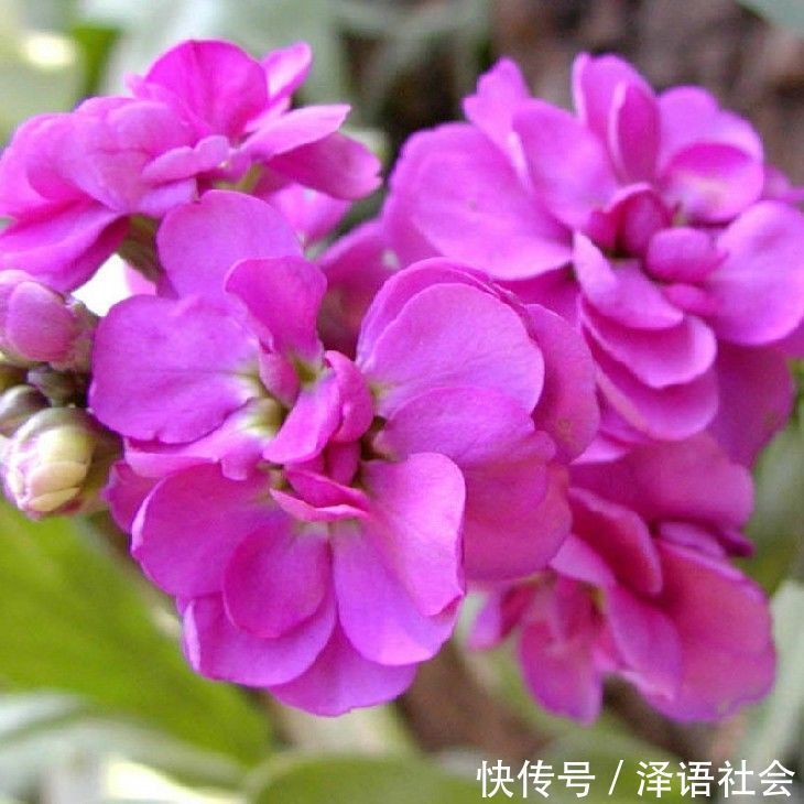 养花|养花养个花期长的,花大色艳胜玫瑰,四季开花不断,颜值超高的