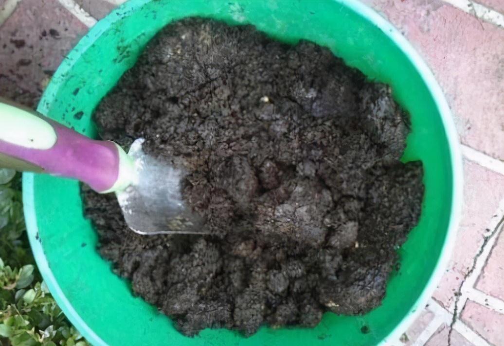 养花时,就用4类沤料,越臭越好养花,养啥都旺得快