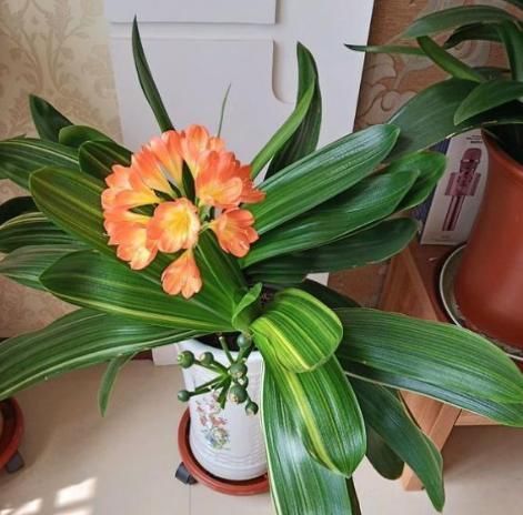 冬天,养这10种花,这事别多做,要不叶子发黄,不开花