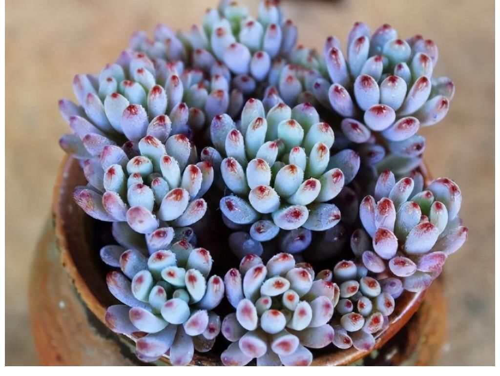 玉蝶玉蝶|这5种多肉是度夏困难户，新手要慎养