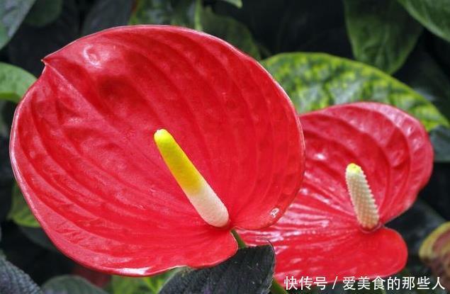 真正超长待机的花草排名,选一盆养家里,花期长,天天都能赏春天