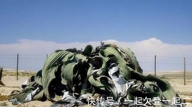 兰叶子|世界上最珍奇植物景观,形似大章鱼沙漠植物,能在沙漠生存上千年