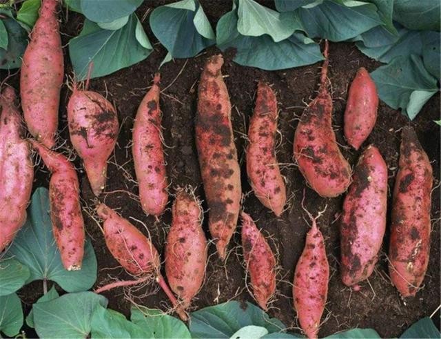 食物|肝不好的人,3种食物少吃,如果吃的越多,可能加重肝脏负担