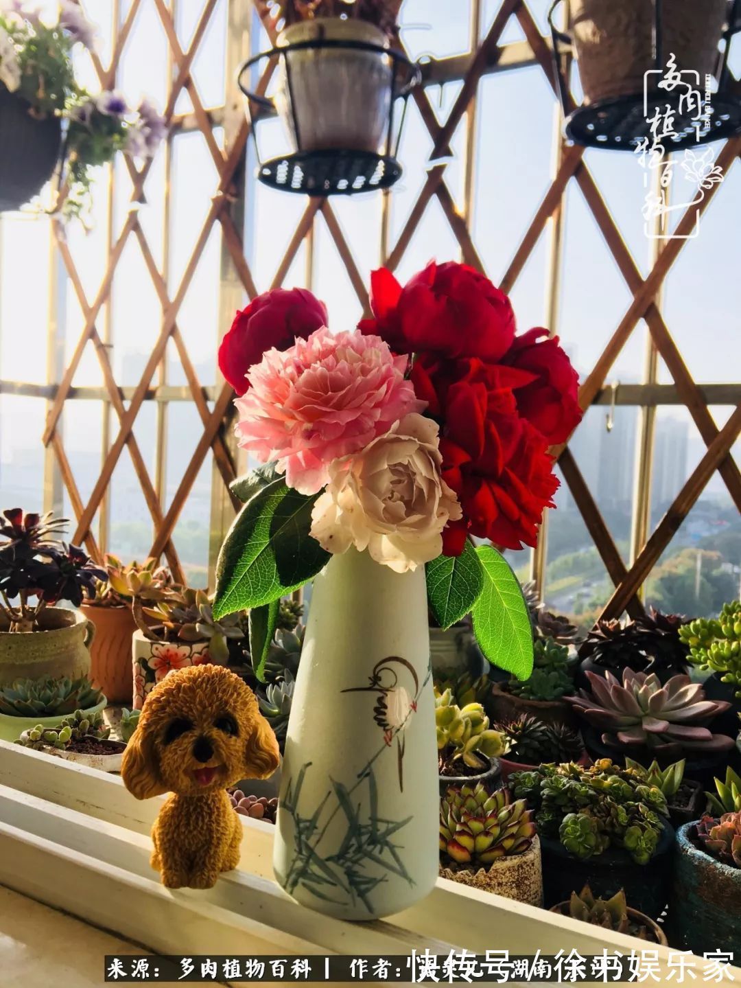 邂逅多肉，爱折腾的阳台党，总能收获简单纯粹的快乐！