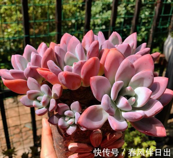 多肉植物|不容错过的4款多肉,每一种都胖乎乎上色美,一次养10盆不嫌多