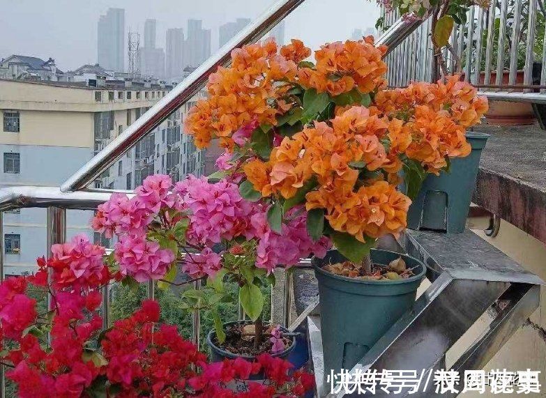 学会3个小技巧,不用控水,三角梅依然爆花,一茬接一茬