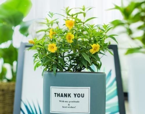 以前是公认的毒花,现在成了“网红花卉”,爱花人的阳台上常见到