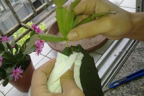 仙人掌,扎个洞,插上蟹爪兰,20天就成活,开花特别多