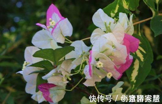 三角梅|农历8月5号起，最适合养这些花，开花勤快，花色鲜艳夺目