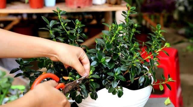 适合勤人养的花,修剪越勤、生长越旺,不建议懒人养,容易长成草