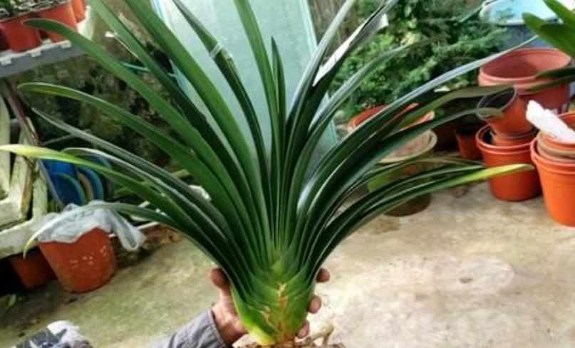 君子兰最喜欢“2种液体”，一月浇1次，一年能长8片叶，好用！