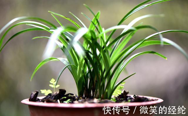 兰苗|怎么判断兰花缺少氮磷钾?学会这三招,养不好兰花都难