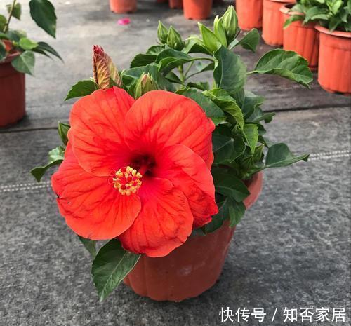 养扶桑花，记住6个技巧，红艳艳的花朵年年都能挂满枝头