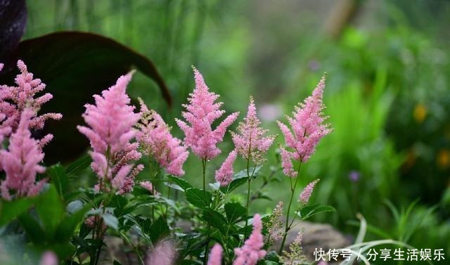 阴生花园的福音,美如新妇的落新妇!