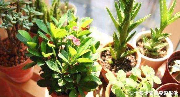 花卉|这3种花是“吸氧精”，可别养在卧室，争分夺秒的和你抢氧气