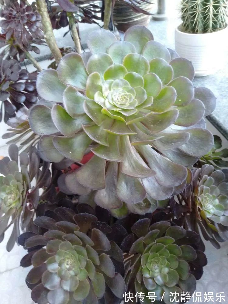 昂斯诺|一直都养不活花,直到遇见了多肉!只要用心,就能变美!