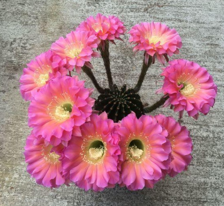 新手就养“5种花”,好养易爆盆,特别容易开花,越养越喜欢!