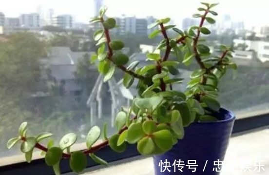 金枝玉叶怎么养才爆盆做到5点金枝玉叶很快枝繁叶茂青翠欲滴