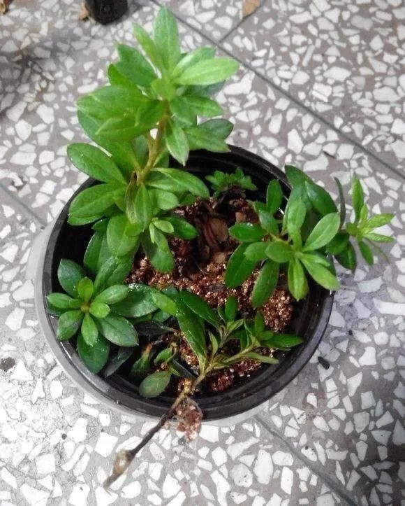 椰糠土|6月,最适合扦插的花,一插就活,大白根冒疯了