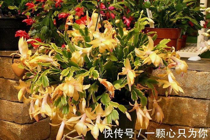 1月前后多注意这4点,家庭盆栽蟹爪兰,从寒冬到暖春不愁没花赏