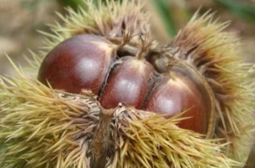 4物是糖尿病的“死对头”,生活中可劲儿吃,或助血糖慢慢下降