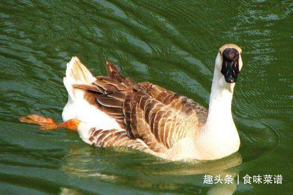 |一个鹅头价值上千元,你以为是笑话,潮汕人告诉你,一点都不夸张