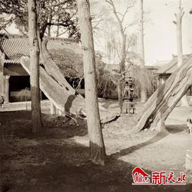 1908年的南山寺古柏和残塔