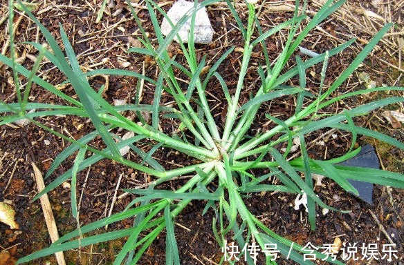 牛筋草|提个醒在田间地头遇见此野草,记得要拔回家,现在知道还不晚