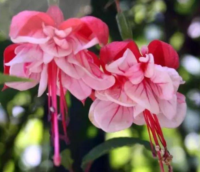 花期超长的几款花卉,一年四季花开不停,繁花似锦