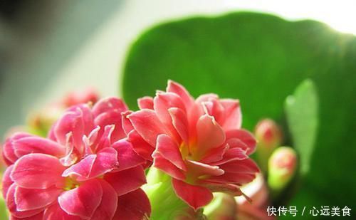 旺盛|给长寿花喂点此2种“催长剂”,长势旺盛,花开成群