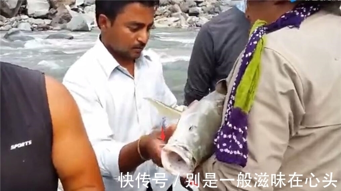 鲤鱼|长得像金黄色的鲤鱼,但鱼鳞片比较粗大,认出是什么鱼不?