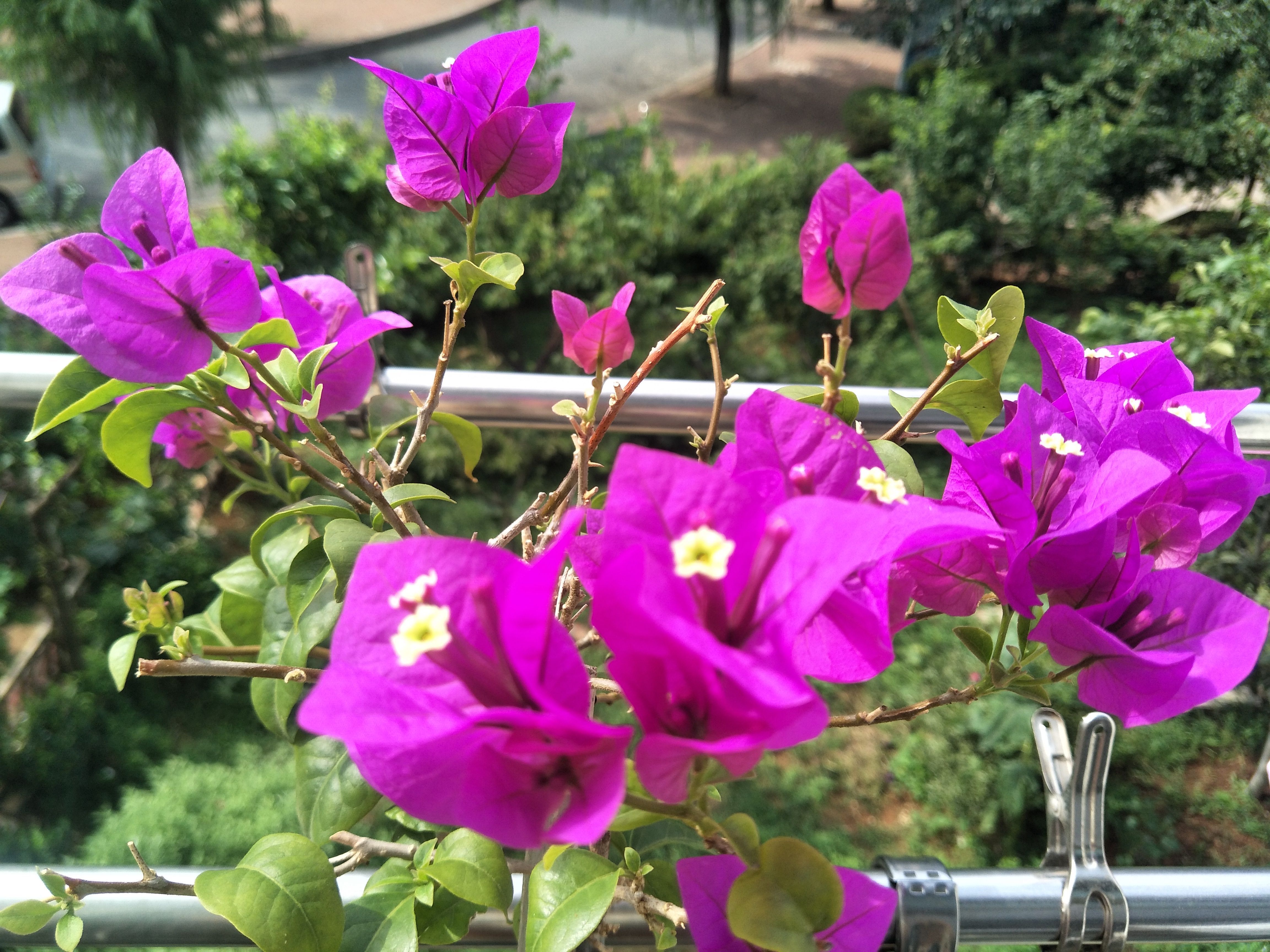 养分|三角梅花色浅淡,开花少?花农:主要由2个原因引起