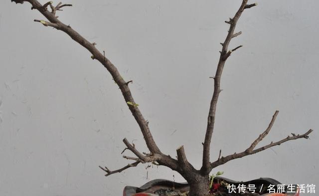 花苞|三角梅不开花,栽在施肥上,施肥合理,懒花变勤花,花开不断