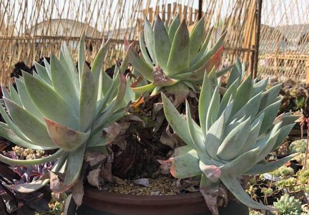 养多肉老桩，不想它茎叶长得乱糟糟就从这4方面着手提升颜值