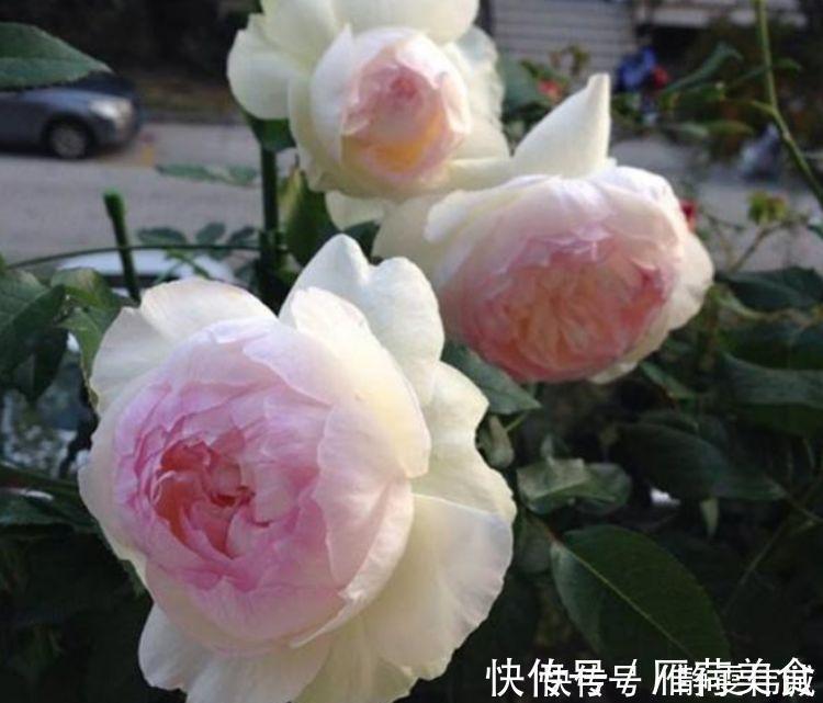 蔷薇|家里养上4种花,不见叶子只见花,花瓣层层叠叠超漂亮