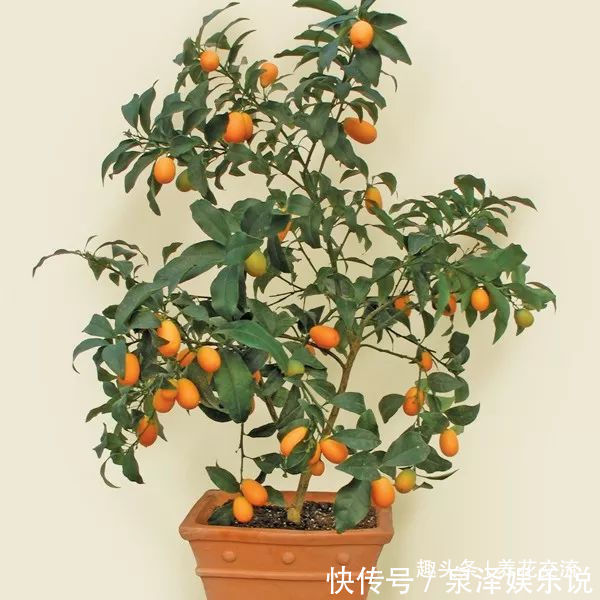 杜鹃花|过年适合在家里摆放着8种盆栽观赏植物，养护难度也比较低