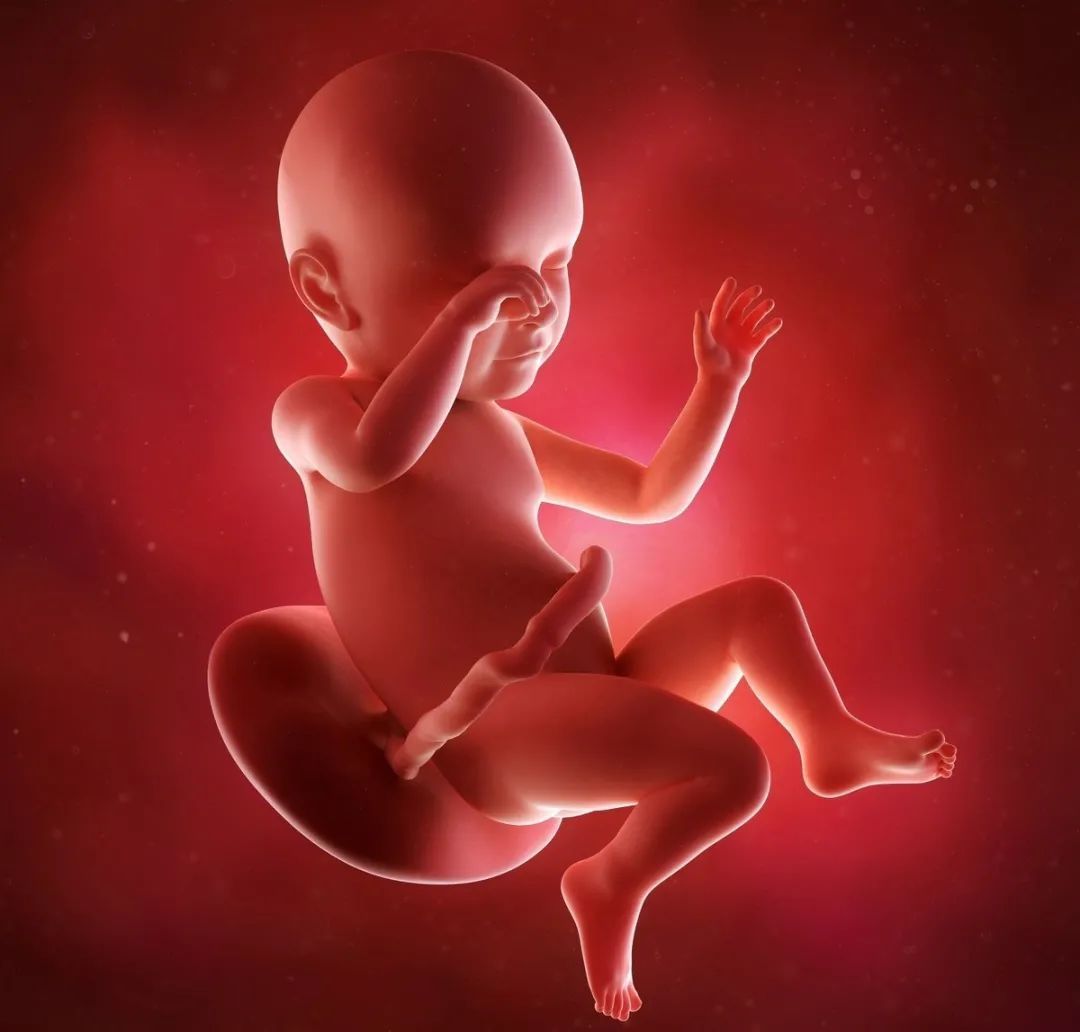 怀孕|怀孕最后一个月胎儿还会长多少和你想的不一样,了解一下涨知识