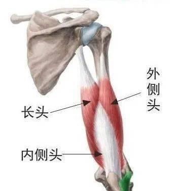 冈下肌|上肢肌肉的解剖，功能、起止点，介绍！（干货收藏）