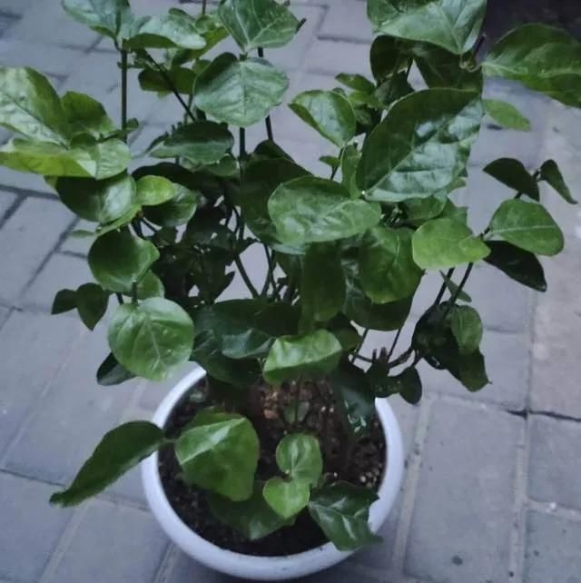 茉莉花后赶紧剪,剪完就开花,一直剪一直开