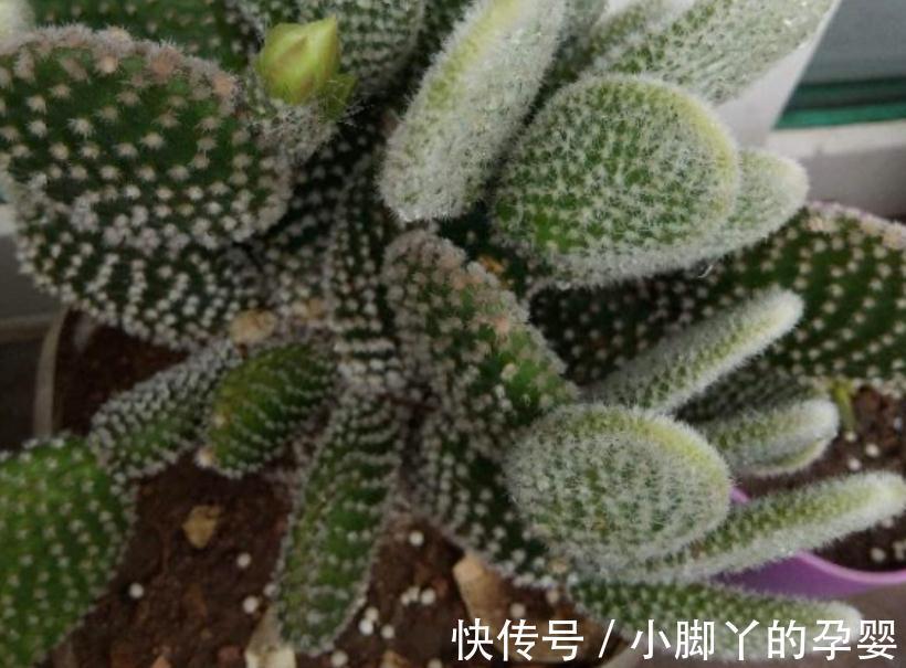 花草盆栽过冬难,该怎么办?从这3个方面下手,先养根