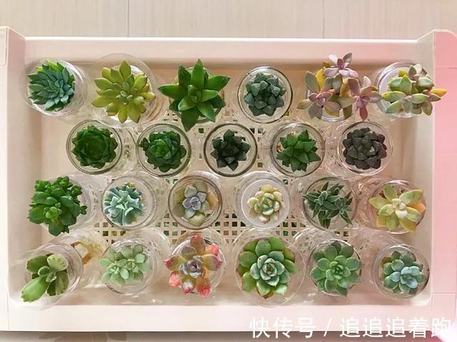 老干妈瓶养多肉，不用土只用水，叶子疯狂吸水3天变胖！
